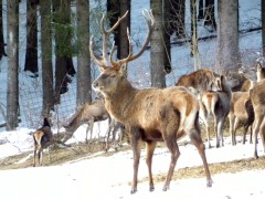Die Schwangauer Wildf&uuml;tterung ist ein besonderes Erlebnis.