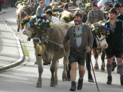 Viehmarkt 2014