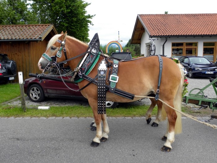 Bild: 15_blitzblank-geputzte-Pferde.jpg